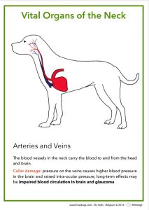 Why Harnesses? 15 Arteries and veins