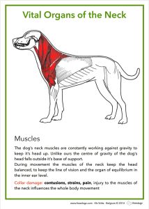 Why Harnesses? 5 Muscles