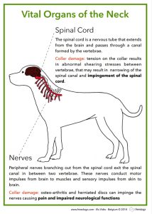 Why Harnesses? 11 Nerves 2
