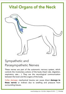 Why Harnesses? 13 Nerves