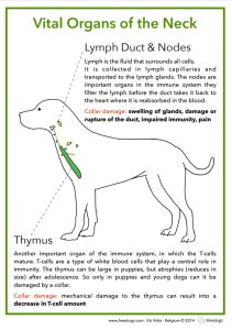 Why Harnesses? 7 Thymus