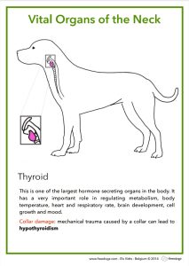Why Harnesses? 19 Thyroid