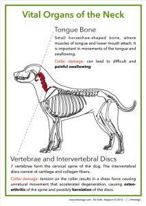 Why Harnesses? 9 Tongue and vert
