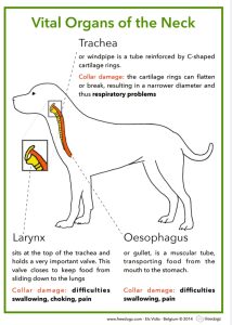 Why Harnesses? 17 Trachea etc